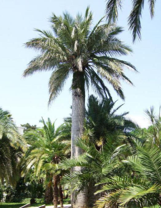 Юбея пальма