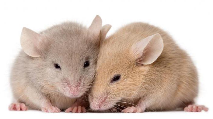 мышь и крыса 