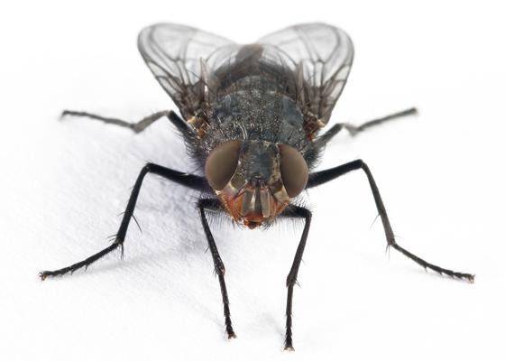 как убить муху