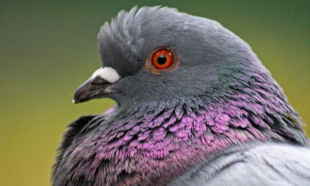 болезни голубей и их лечение народными средствами