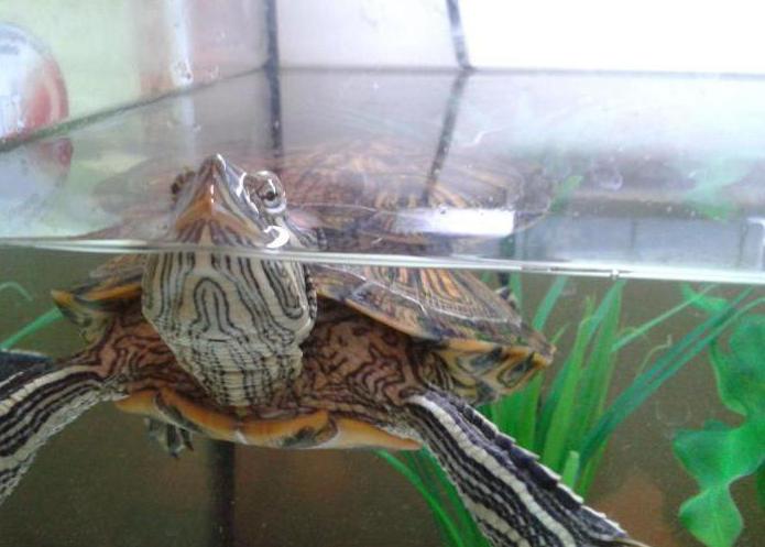 красноухая черепаха в домашних условиях 