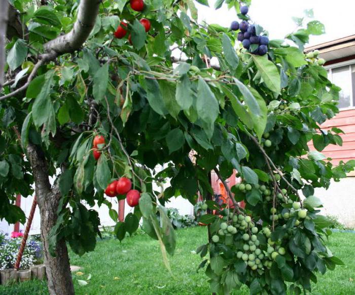 окулировка плодовых деревьев советы садоводам