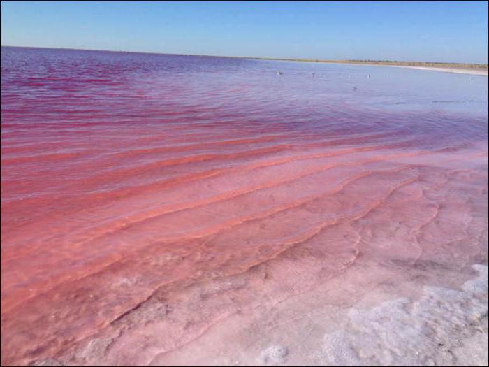 розовое озеро горный алтай