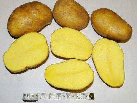 картофель сорт тулеевский описание сорта