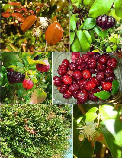 Где растет Суринамская вишня?