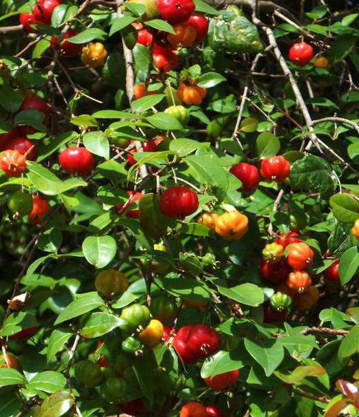 суринамская вишня и ее выращивание