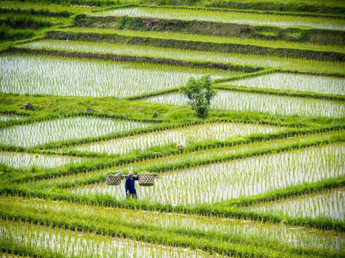 Технология выращивания риса