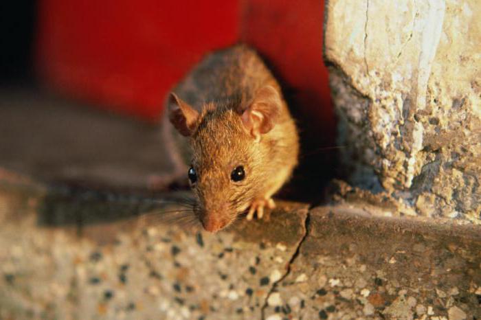 Как избавиться от мышей в частном доме? Способы борьбы с мышами