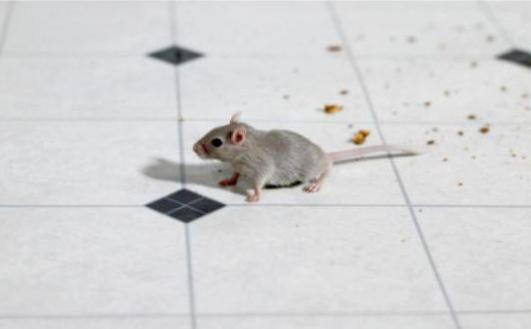 как выгнать мышей из частного дома