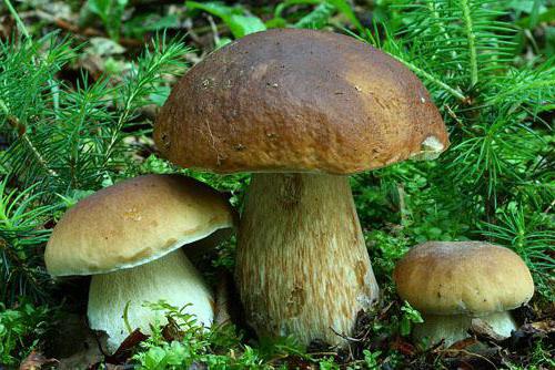 белые грибы в приморском крае