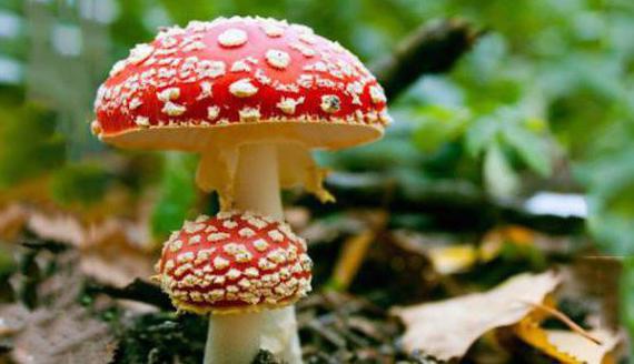 ядовитые грибы приморского края