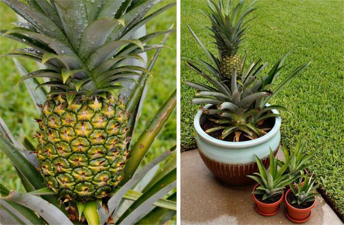 посадить ананас в домашних условиях с фото