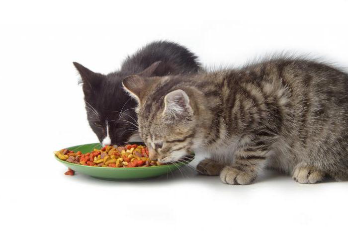 как правильно переводить котенка на сухой корм