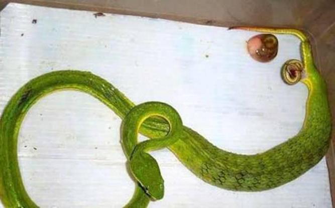 как рожает змея гадюка