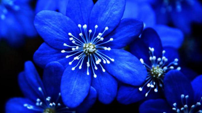 из каких цветов получить синий