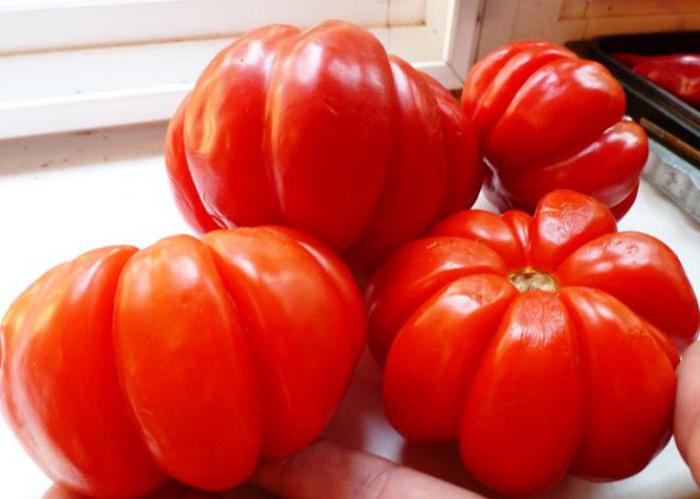 томаты пузата хата отзывы фото