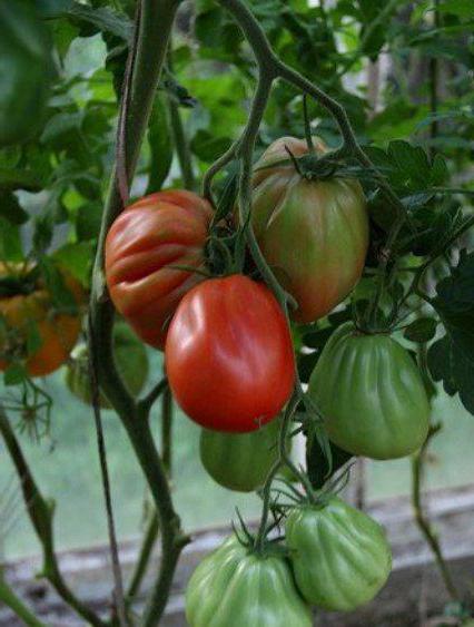 томат пузата хата отзывы фото урожайность