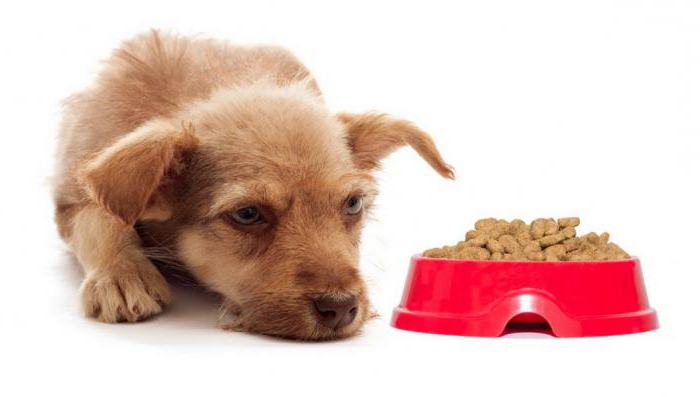 щенок не ест сухой корм особенности кормления