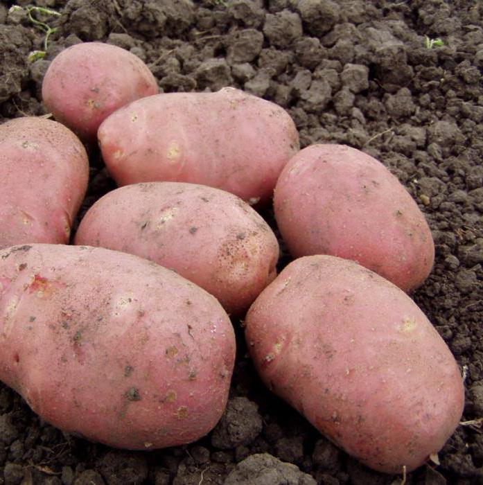 Картофель Рокко: описание сорта, фото, посадка, выращивание, сбор и хранение урожая