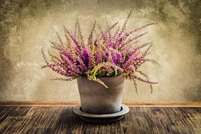 Цветок вереск уход в домашних условиях, вересковые комнатные растения