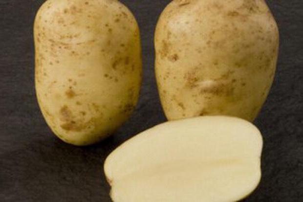 Картофель все сорта описание выращиваемые в белоруссии