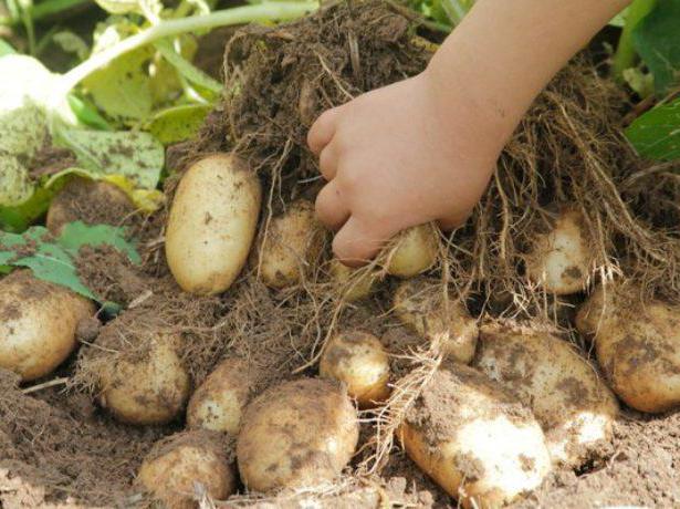 Как правильно выращивать картофель сорта тулеевский?