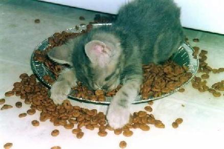котенок отказывается есть сухой корм причины