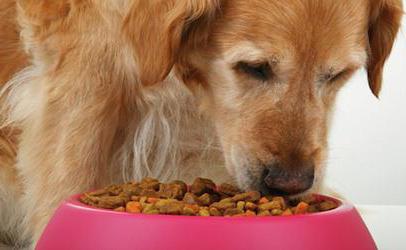 Брит корм для собак – разновидности, отличие, преимущества, видео