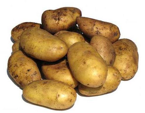 Сорт картофеля Невский описание