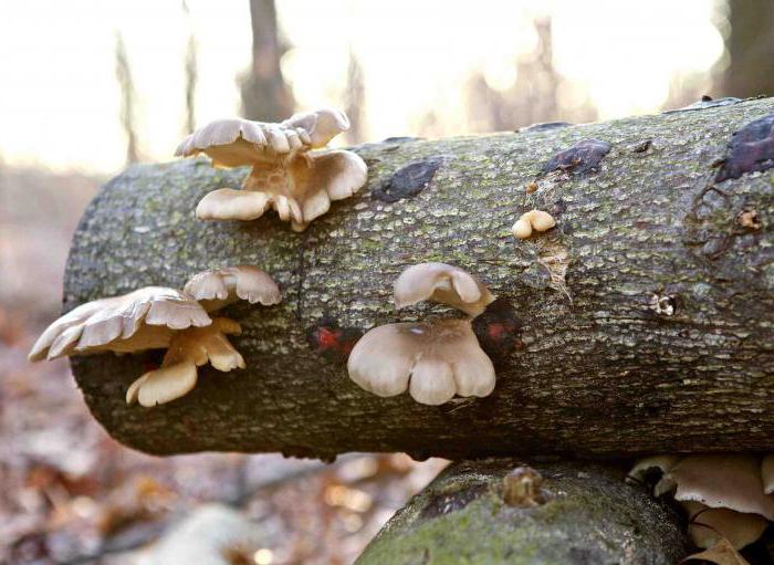 как вырастить грибы самому