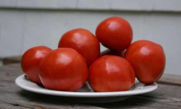 томат красным красно отзывы фото урожайность