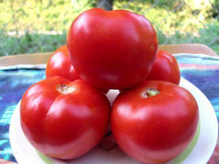 томаты красным красно отзывы фото