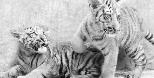  балийский тигр вымер
