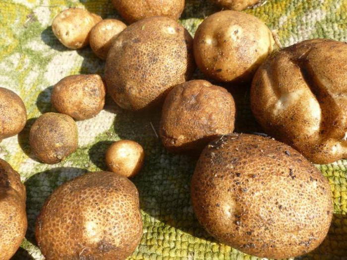 Картофель «Киви»: описание сорта, фото, правила выращивания и ухода