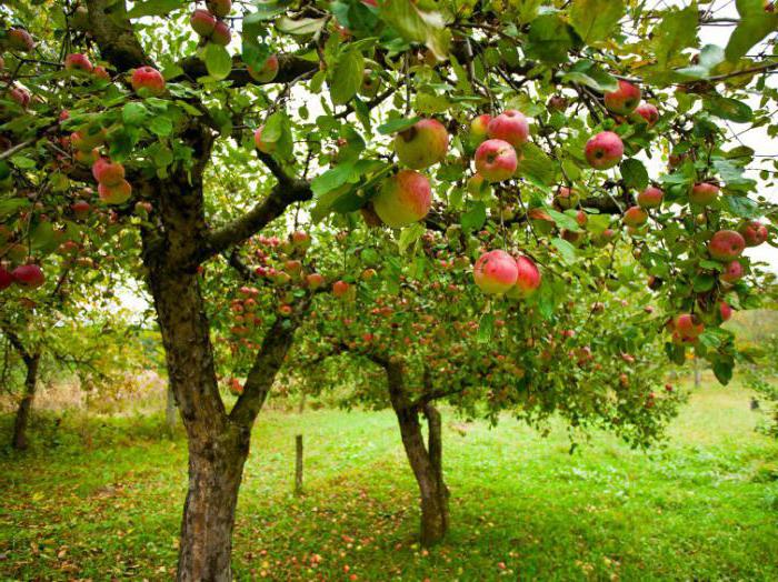 Описание бьюти-фото башкирской яблони