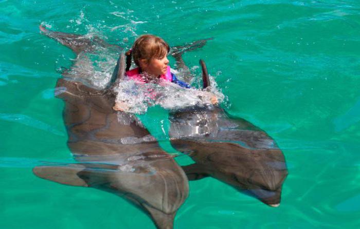 дельфинарий витязево отзывы посетителей