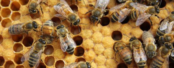 внешнее строение пчелы