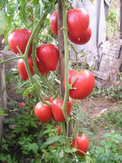 чудо земли томат отзывы фото