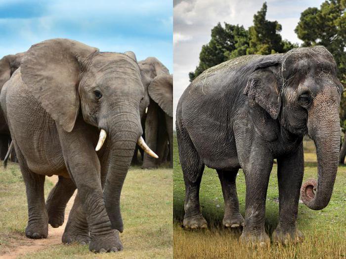 какой слон больше индийский или африканский