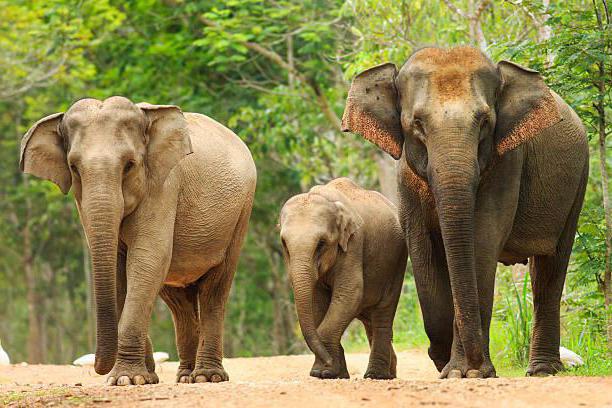 африканский слон и индийский слон сравнение