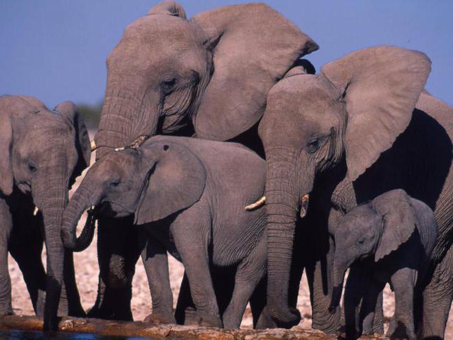 слон индийский и африканский различия