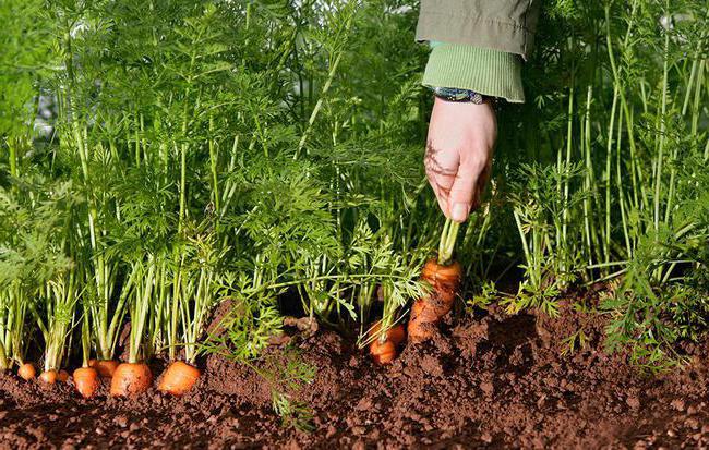 семена моркови лучшие сорта для открытого грунта 