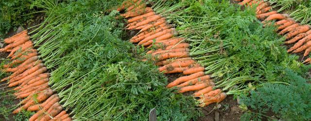лучшие семена моркови для открытого грунта 