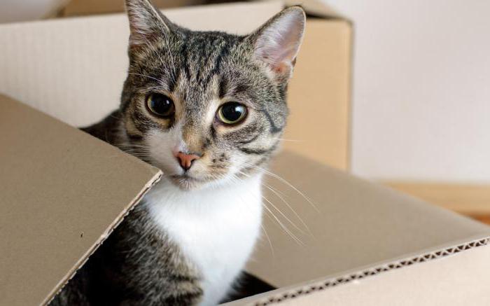 Почему коты залазят в коробки