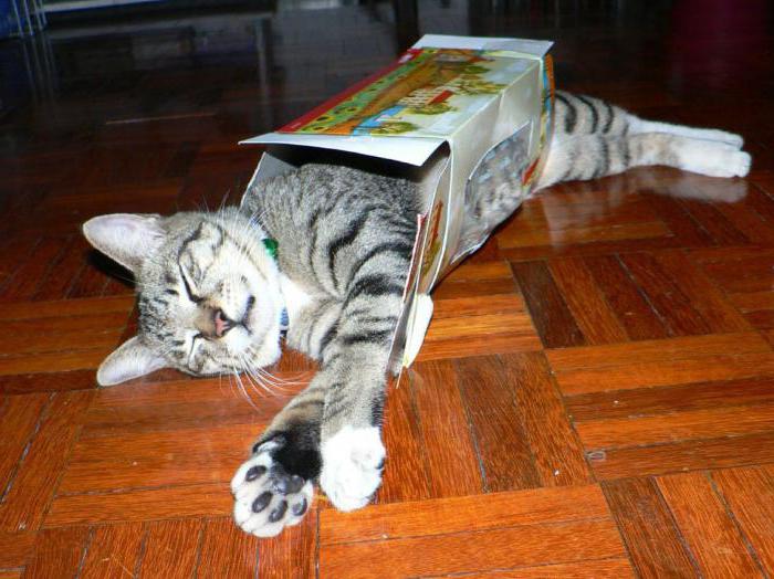 Почему коты любят коробки и пакеты