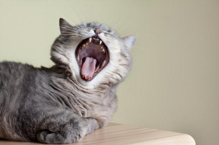 почему у кошки пахнет изо рта 