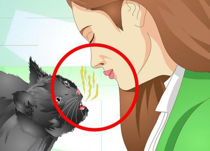 почему у кошки плохо пахнет изо рта