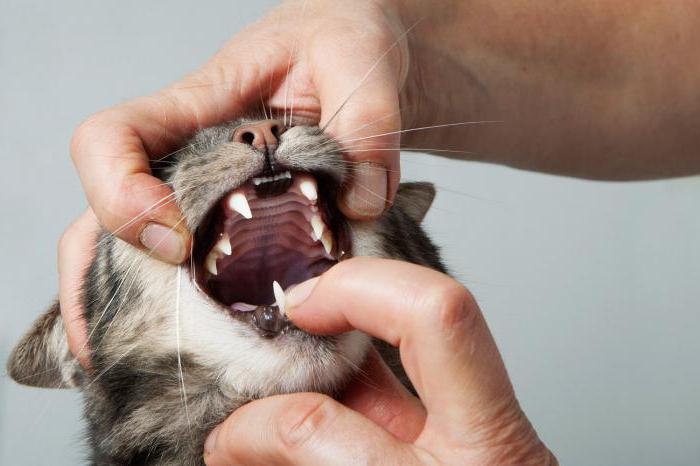 почему у кошки пахнет изо рта тухлым