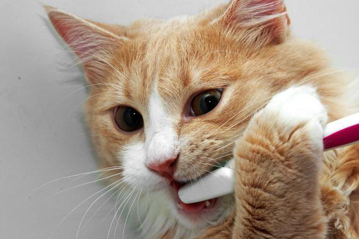 почему у кошки сильно пахнет изо рта 