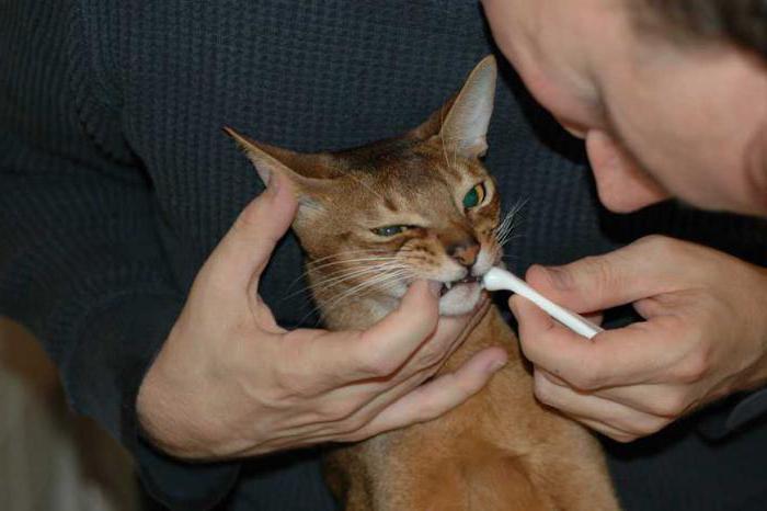 почему у кошки пахнет изо рта гнилью